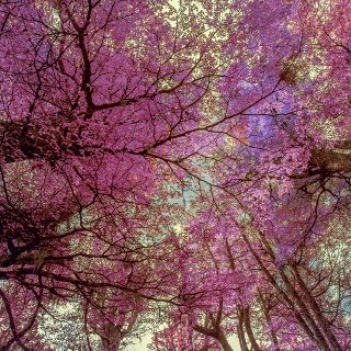 Pink Forest - The Journey Begins